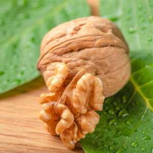 خرید نهال گردو تخم مرغی