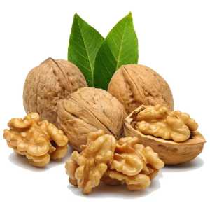 خرید نهال گردو چندلر
