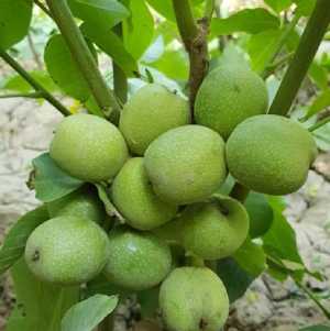 خرید نهال گردو ژنوتیپ برتر