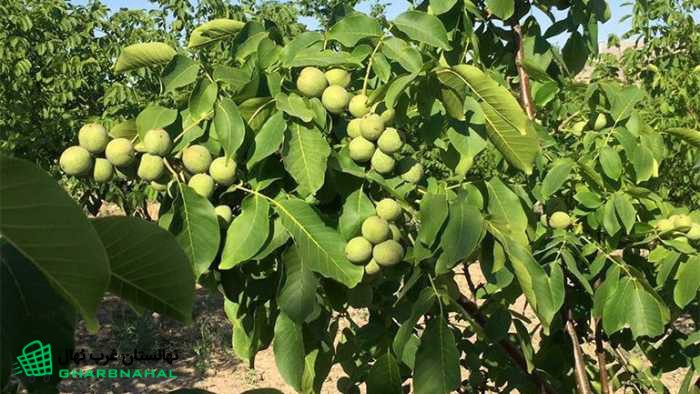 دلایل ایجاد بیماری سفیدک سطحی در نهال (درخت) انگور
