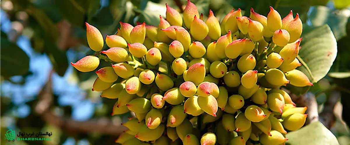 خرید نهال پسته در اصفهان | معرفی بزرگترین نهالستان اصفهان