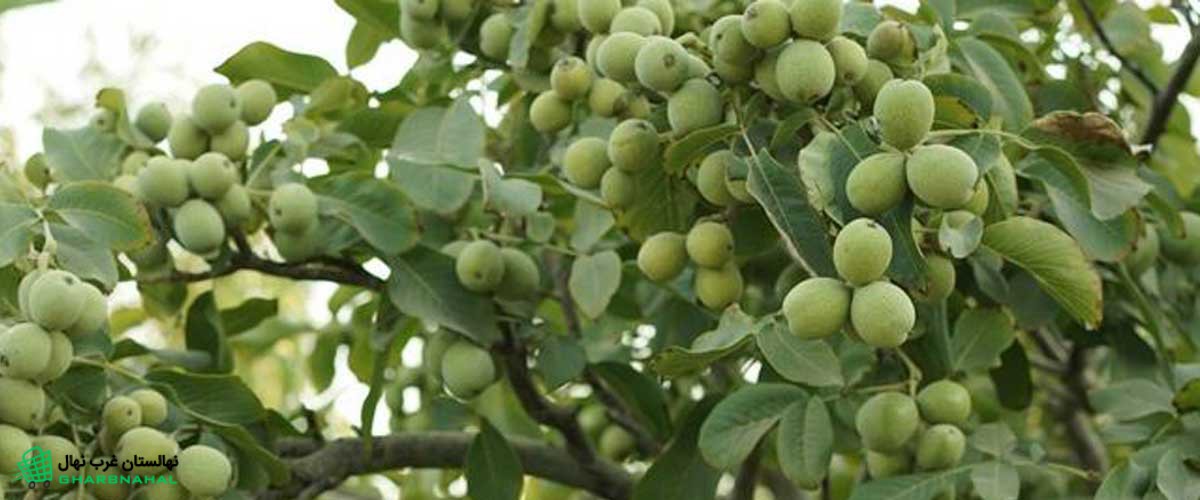 بررسی تغذیه نیتروژن در سالهای اولیه کاشت نهال گردو