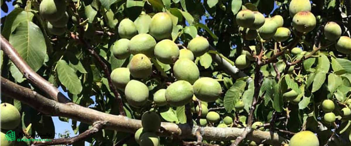 علت بیماری سفیدک سطحی در نهال (درخت) گردو