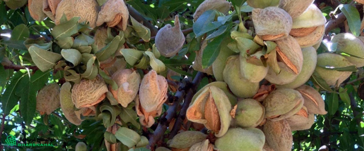 خرید نهال بادام در مهاباد