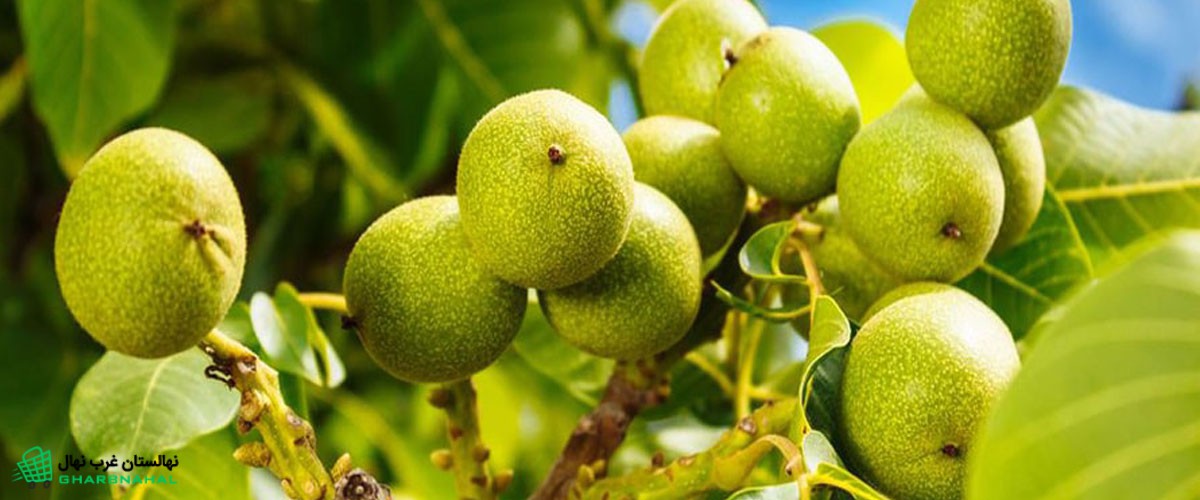 خرد نهال گردو پیوندی از نهالستان بزرگ غرب نهال
