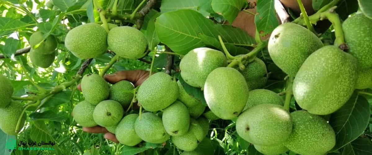 🌳چرا نهال (درخت) گردو محصولی کمریسک محسوب میشود؟