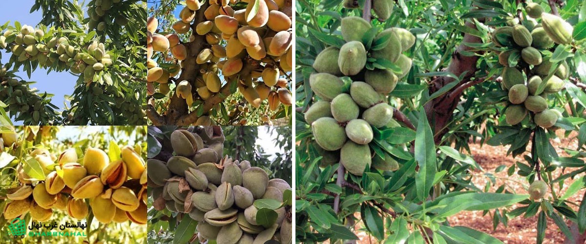 خرید نهال بادام در شاهین دژ