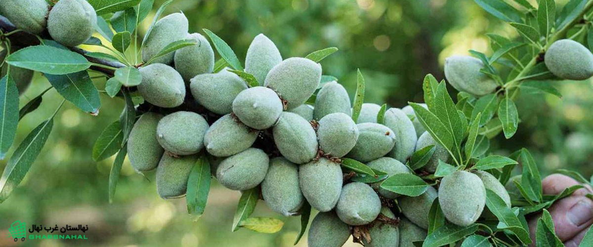 خرید نهال بادام در بوکان