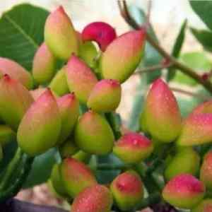 خرید نهال پسته اسرائیلی
