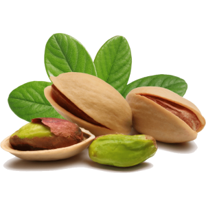 خرید نهال پسته زرند