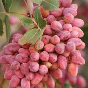 خرید نهال پسته قزوینی