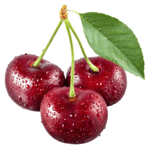 خرید نهال آلبالو گیسی