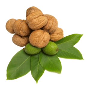 خرید نهال گردو یوگوسلاو