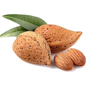 خرید نهال بادام سنگی