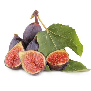 خرید نهال انجیر کرمان