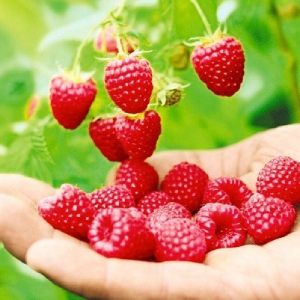 خرید نهال تمشک تاتار