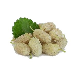 خرید نهال توت سفید