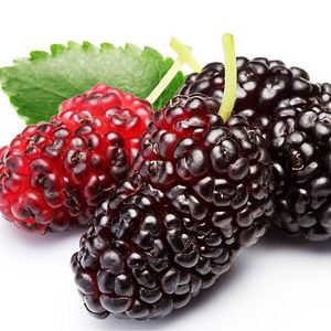 خرید نهال توت سیاه پوش