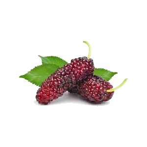 خرید نهال توت ژاپنی