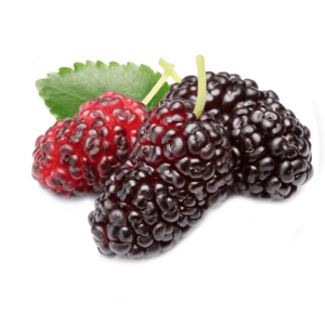 خرید نهال توت ژاپنی