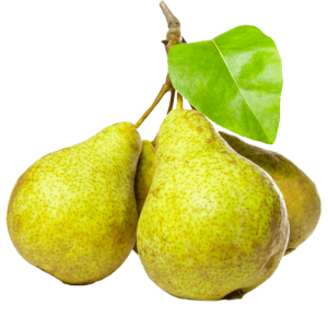 خرید نهال گلابی کوهن