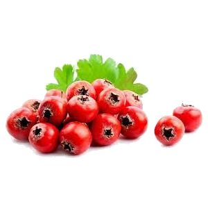 خرید نهال زالزالک چینی