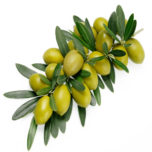 خرید نهال زیتون کوهستانی