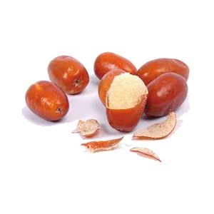 خرید نهال سنجد جنگلی
