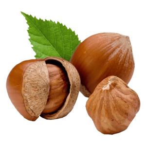 خرید نهال فندق آمریکایی