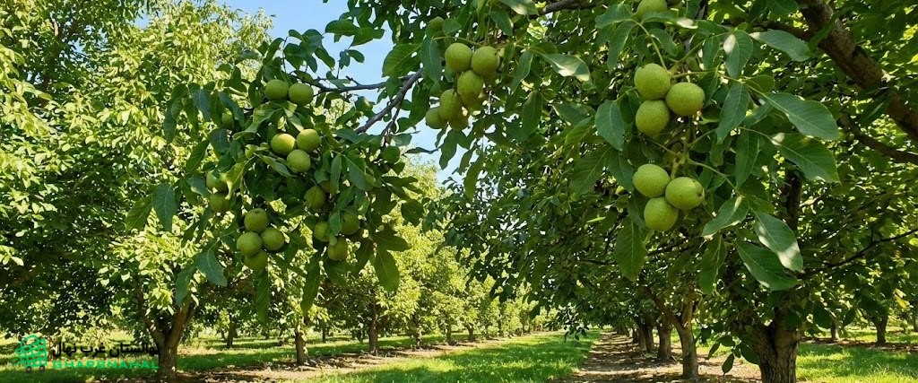 دلایل علمی زودبارده بودن نهال گردوی اصلاحشده