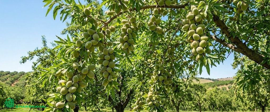 اهمیت انتخاب رقم گردهدهنده مناسب