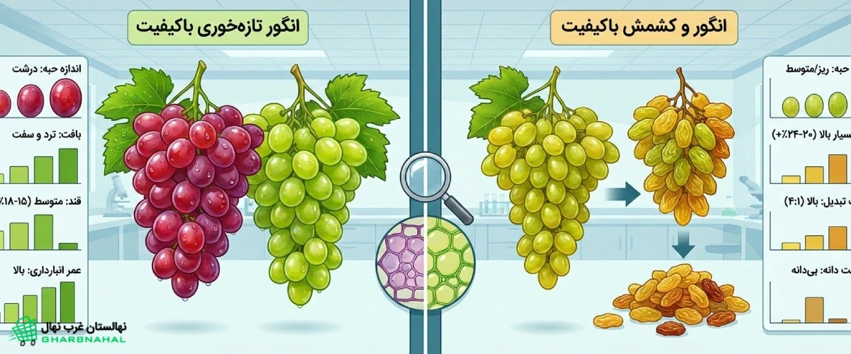 🍇 تحلیل تفاوت عملکرد انگور تازه&zwnj;خوری و کشمشی