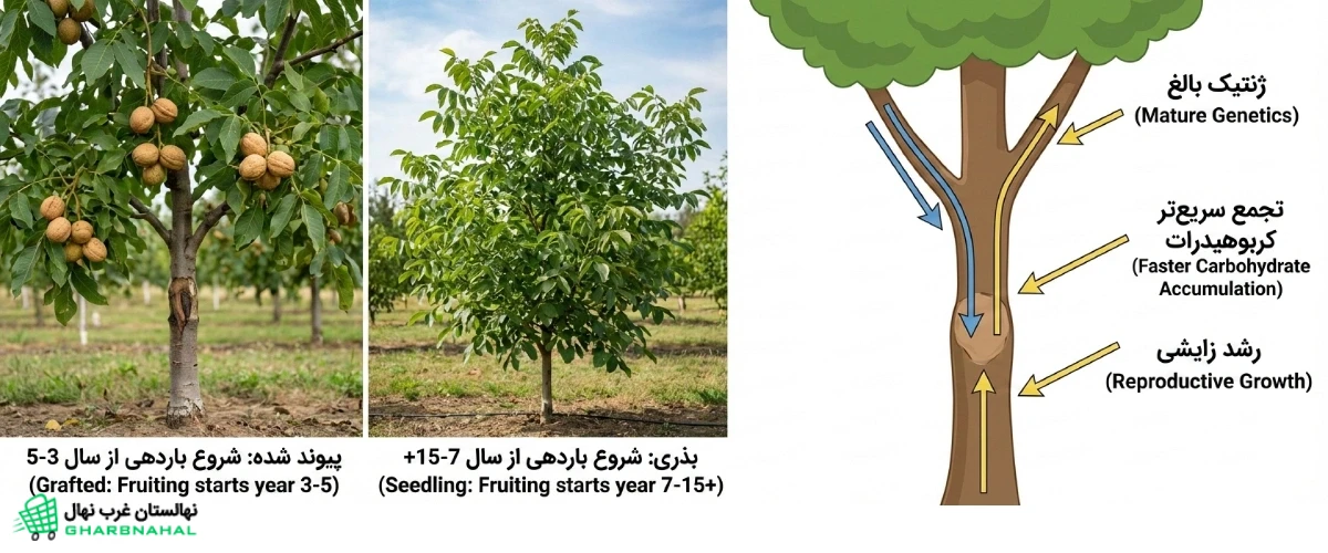 چرا گردوی اصلاحشده زودتر وارد باردهی میشود؟