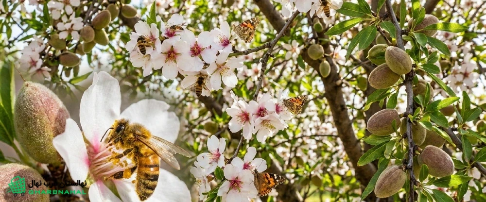 🌸 نقش گردهافشانها در افزایش باردهی باغ بادام | راز پنهان افزایش عملکرد در هکتار